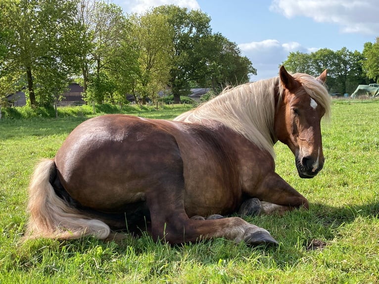 Noriker Stute 10 Jahre 158 cm Fuchs in Aurich Wiesens
