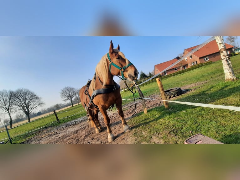 Noriker Stute 10 Jahre 158 cm Fuchs in Aurich Wiesens