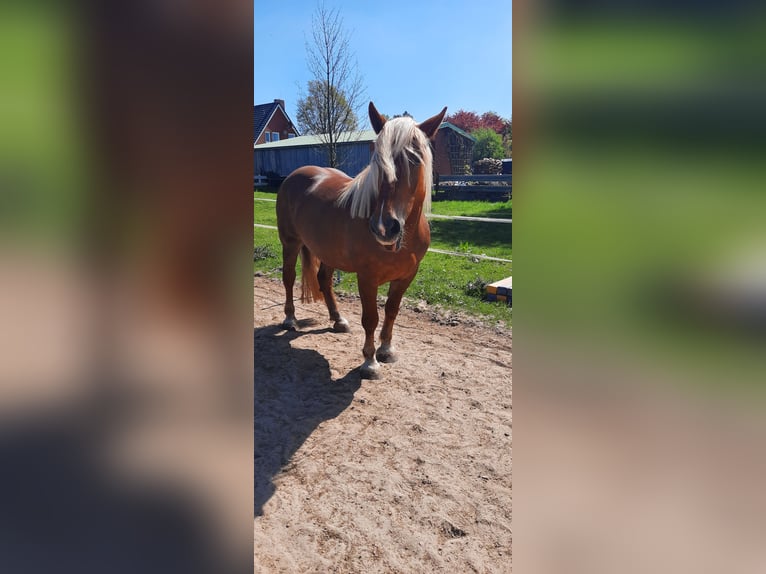 Noriker Stute 10 Jahre 158 cm Fuchs in Aurich Wiesens
