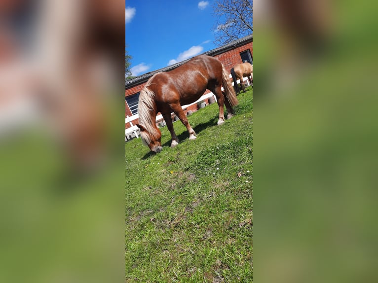 Noriker Stute 10 Jahre 158 cm Fuchs in Aurich Wiesens