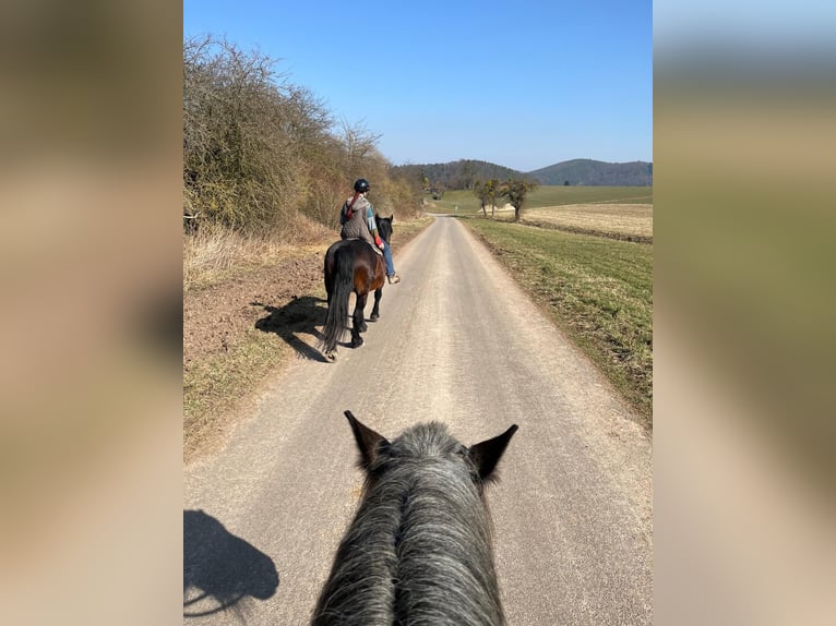 Noriker Stute 10 Jahre 162 cm Brauner in Witzenhausen