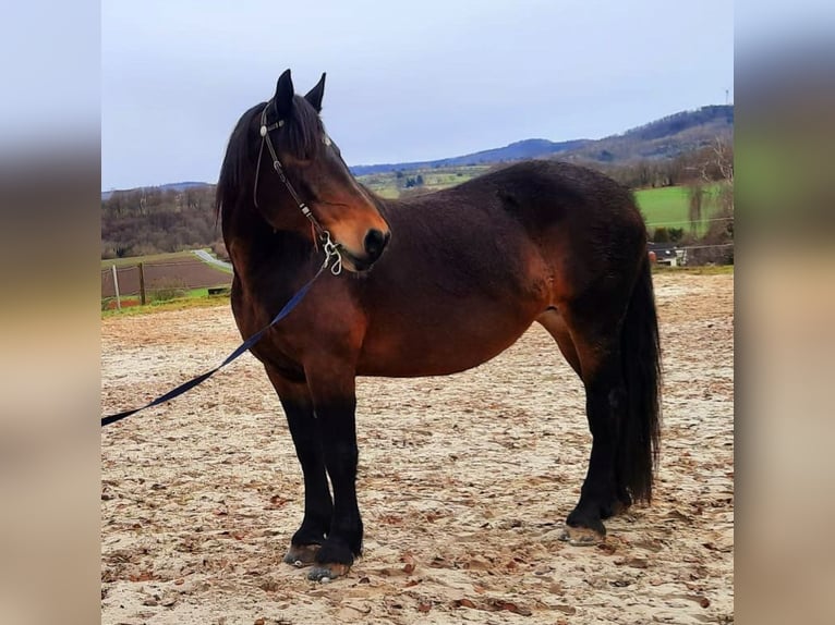 Noriker Stute 10 Jahre 162 cm Brauner in Witzenhausen