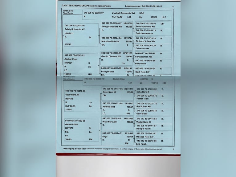 Noriker Stute 10 Jahre 163 cm Rappe in Weitersfeld Noriker Stute 10 Jahre 163 cm Rappe in Weitersfeld