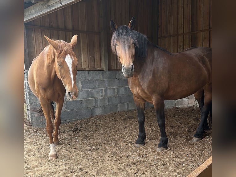 Noriker Stute 10 Jahre 165 cm Brauner in Waldenburg