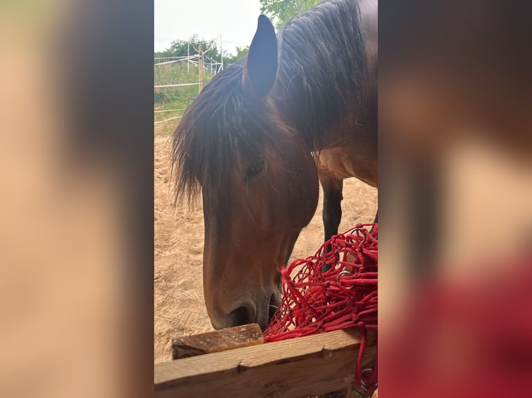 Noriker Stute 10 Jahre 165 cm Brauner in Waldenburg