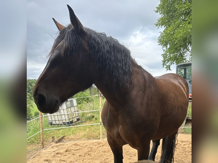 Noriker Stute 10 Jahre 165 cm Brauner in Waldenburg