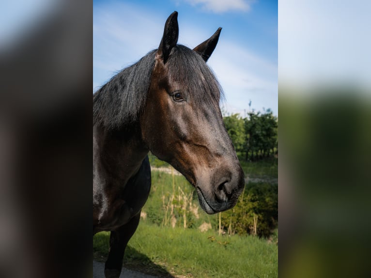 Noriker Stute 10 Jahre 165 cm Rappe in Wischhafen