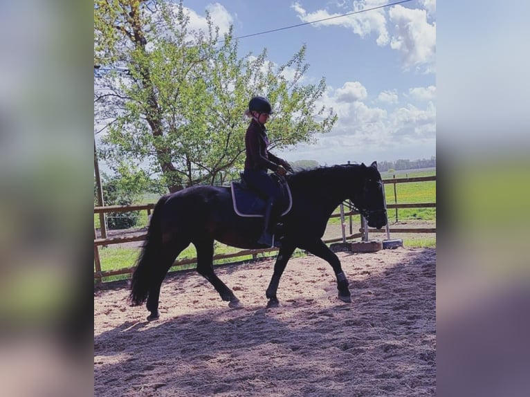 Noriker Stute 10 Jahre 165 cm Rappe in Wischhafen