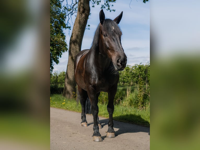 Noriker Stute 10 Jahre 165 cm Rappe in Wischhafen