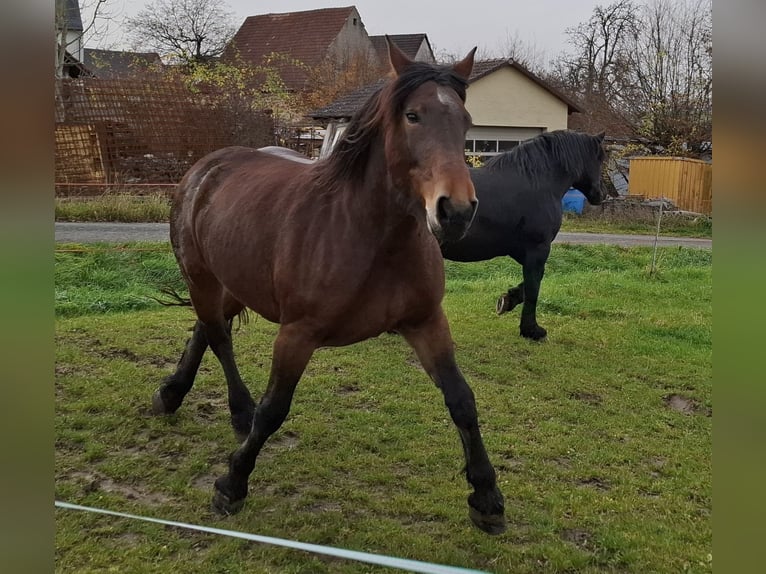 Noriker Stute 10 Jahre 175 cm Brauner in Eggolsheim