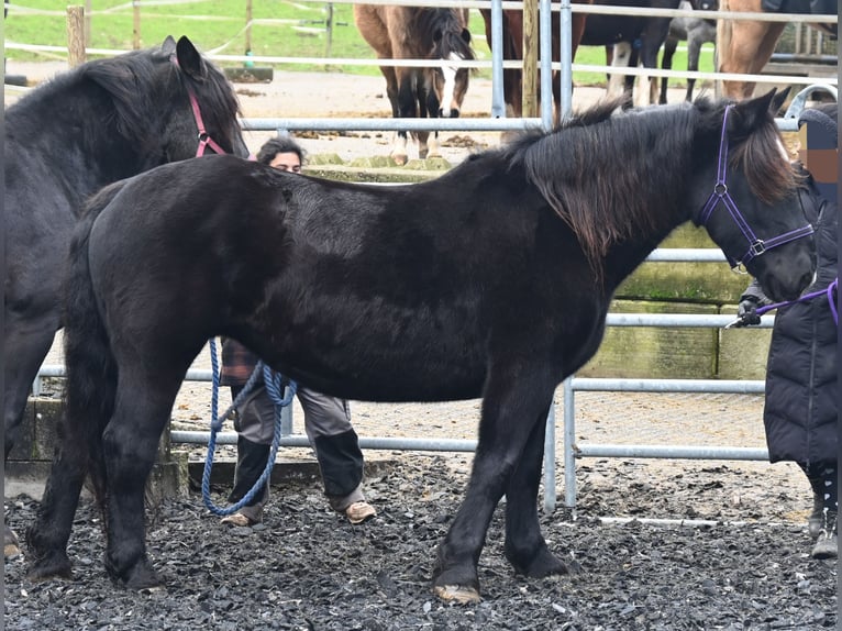 Noriker Stute 11 Jahre 156 cm in Küssaberg