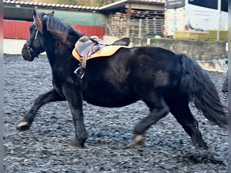 Noriker Stute 11 Jahre 156 cm in Küssaberg