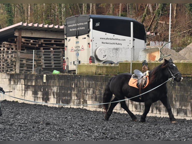 Noriker Stute 11 Jahre 156 cm in Küssaberg