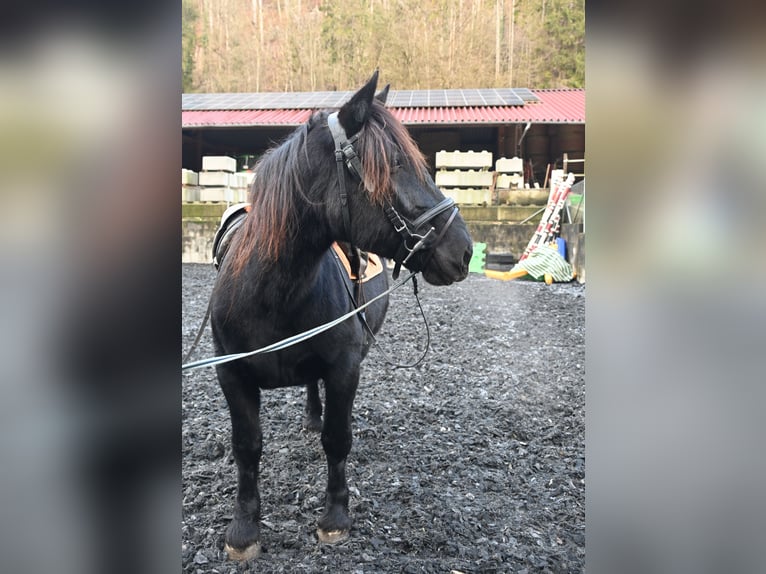 Noriker Stute 11 Jahre 156 cm in Küssaberg