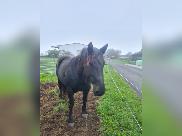 Noriker Stute 11 Jahre 163 cm Rappe in Weitersfeld