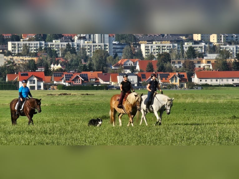 Noriker Stute 12 Jahre 158 cm Fuchs in Judenburg
