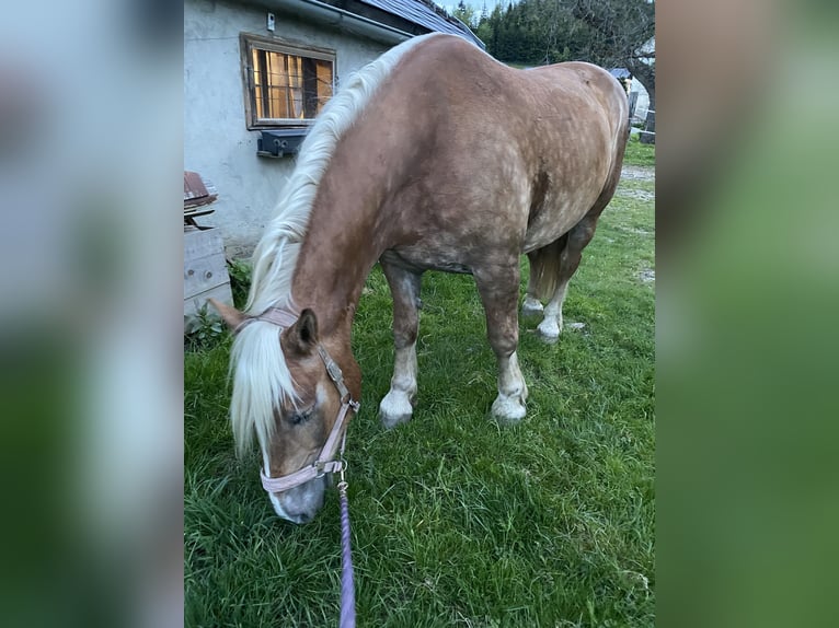 Noriker Stute 12 Jahre 158 cm Fuchs in Judenburg
