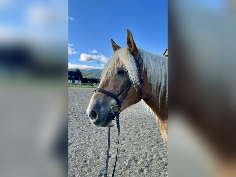 Noriker Stute 12 Jahre 158 cm Fuchs in Judenburg