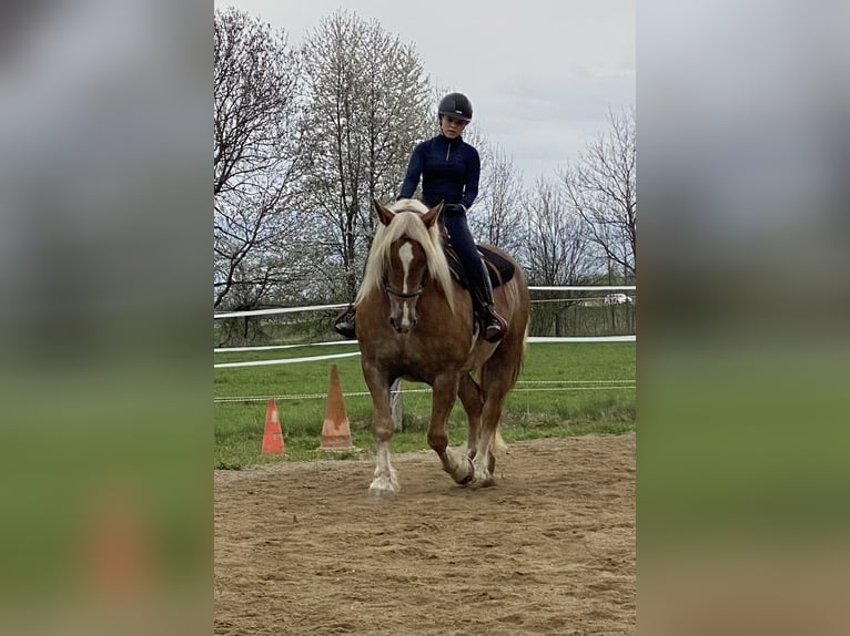 Noriker Stute 12 Jahre 158 cm Fuchs in Judenburg