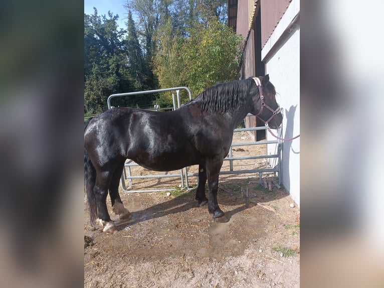 Noriker Stute 12 Jahre 159 cm Rappe in Jonen