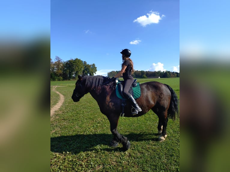 Noriker Stute 12 Jahre 159 cm Rappe in Jonen