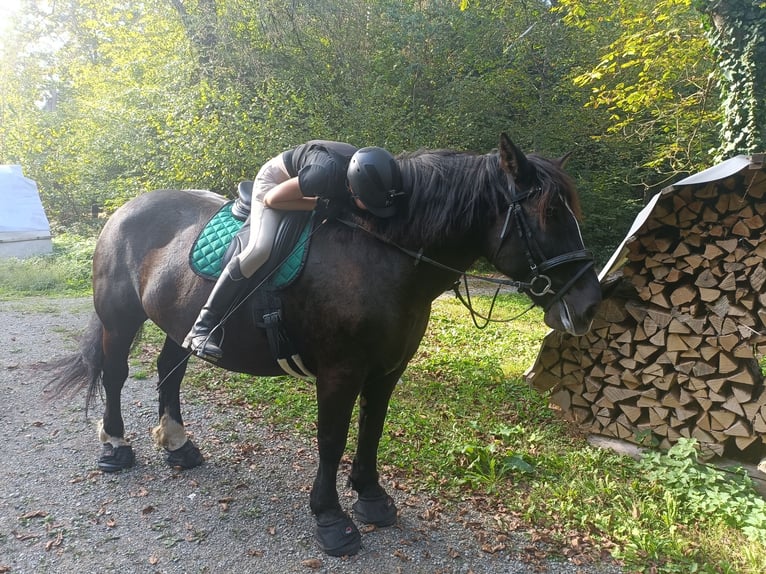 Noriker Stute 12 Jahre 159 cm Rappe in Jonen