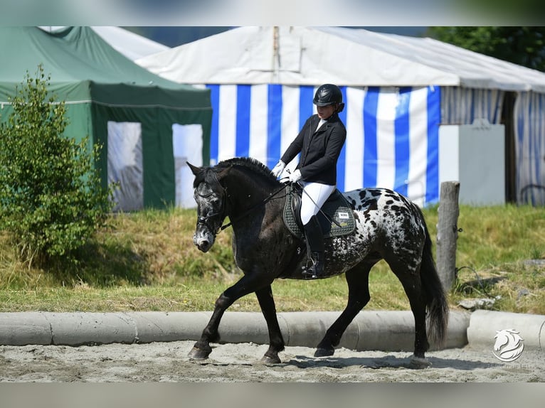 Noriker Stute 12 Jahre 160 cm Tigerschecke in Hinterglemm