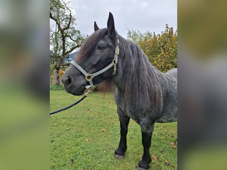 Noriker Stute 12 Jahre 163 cm  in Abtenau
