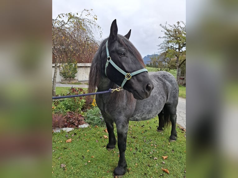 Noriker Stute 12 Jahre 163 cm  in Abtenau