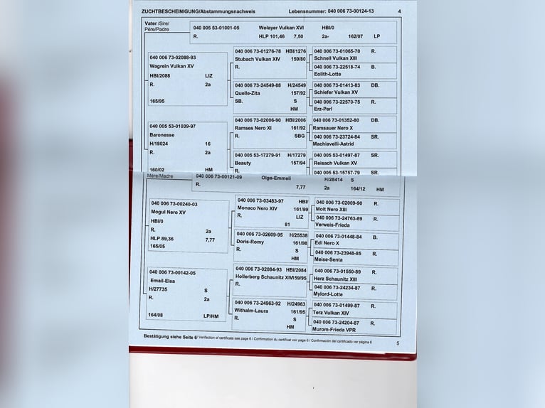 Noriker Stute 12 Jahre 165 cm Rappe in Weitersfeld Noriker Stute 12 Jahre 165 cm Rappe in Weitersfeld