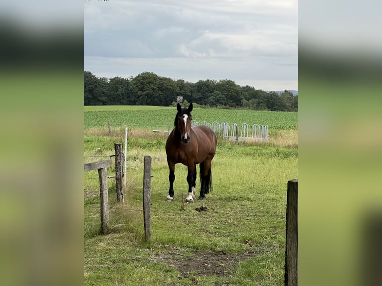 Noriker Stute 12 Jahre 167 cm Brauner in Remscheid