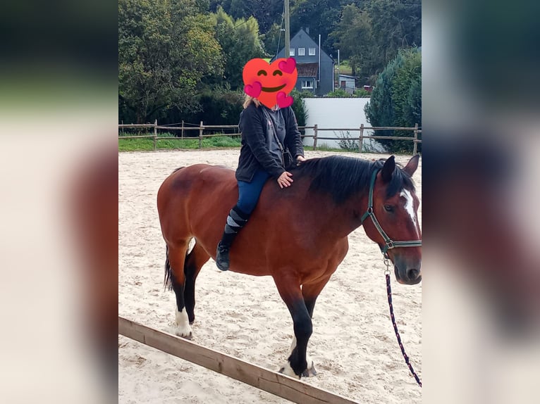 Noriker Stute 12 Jahre 167 cm Brauner in Remscheid