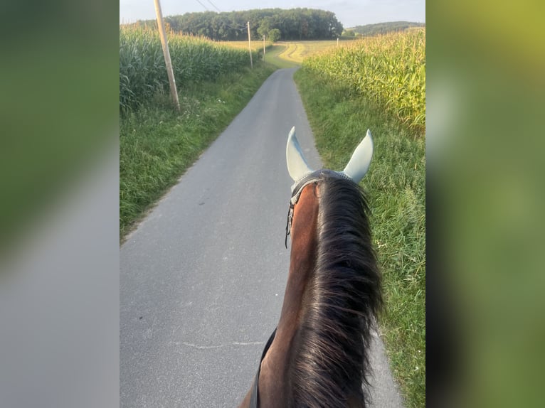 Noriker Stute 12 Jahre 167 cm Brauner in Remscheid