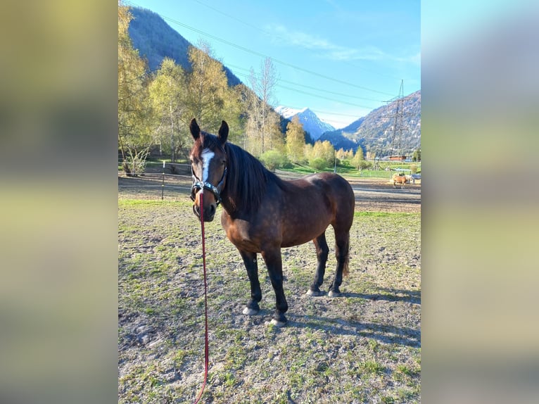 Noriker Stute 12 Jahre Brauner in Matrei