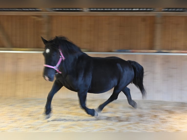 Noriker Stute 13 Jahre 156 cm  in Küssaberg