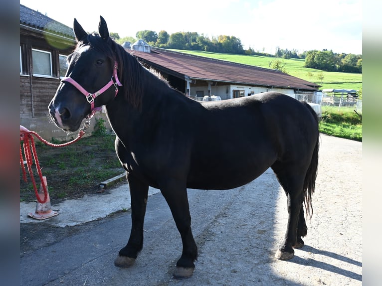 Noriker Stute 13 Jahre 156 cm  in Küssaberg
