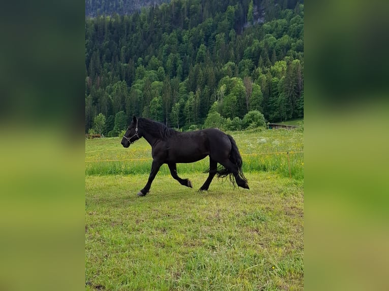 Noriker Stute 13 Jahre in Vorderthiersee