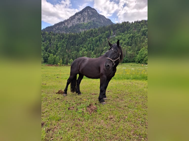 Noriker Stute 13 Jahre in Vorderthiersee