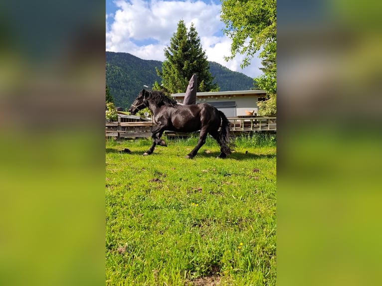 Noriker Stute 13 Jahre in Vorderthiersee
