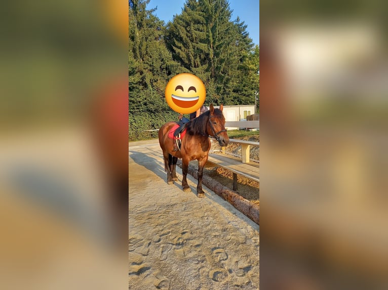 Noriker Stute 14 Jahre 155 cm Brauner in Kleinsöding