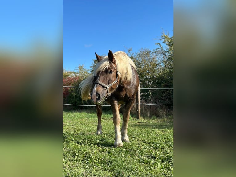 Noriker Stute 14 Jahre 160 cm Dunkelfuchs in Nauen