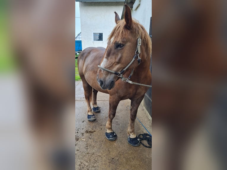 Noriker Stute 14 Jahre 160 cm Dunkelfuchs in Hasselbach