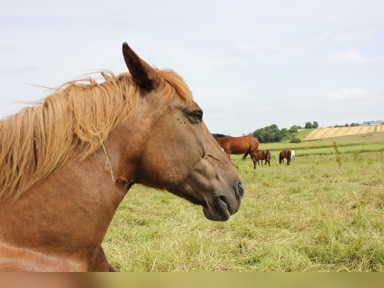 Noriker Stute 14 Jahre 160 cm Dunkelfuchs in Hasselbach