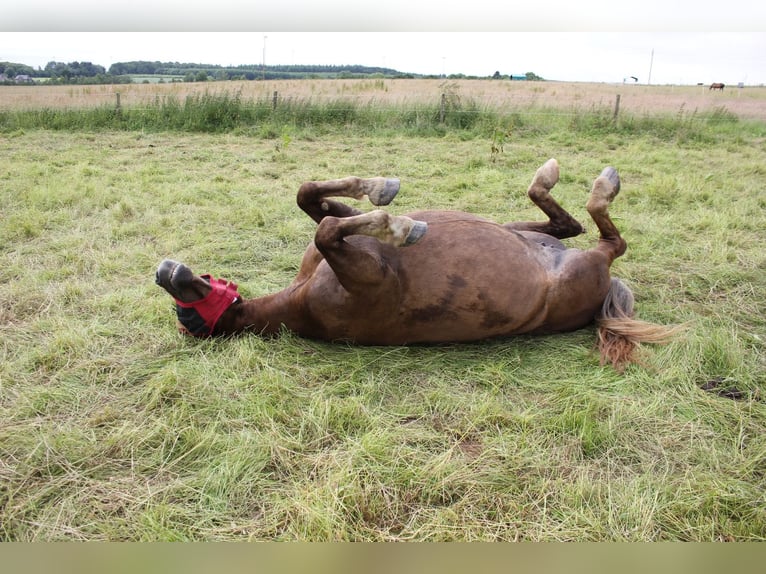 Noriker Stute 14 Jahre 160 cm Dunkelfuchs in Hasselbach
