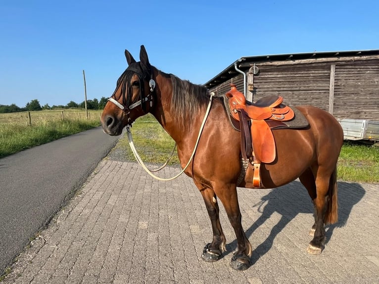 Noriker Mix Stute 14 Jahre 160 cm Fuchs in Oberhaid