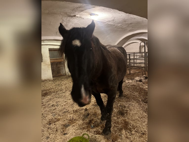 Noriker Stute 14 Jahre 165 cm Rappe in Laufen