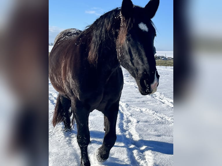 Noriker Stute 14 Jahre 165 cm Rappe in Laufen