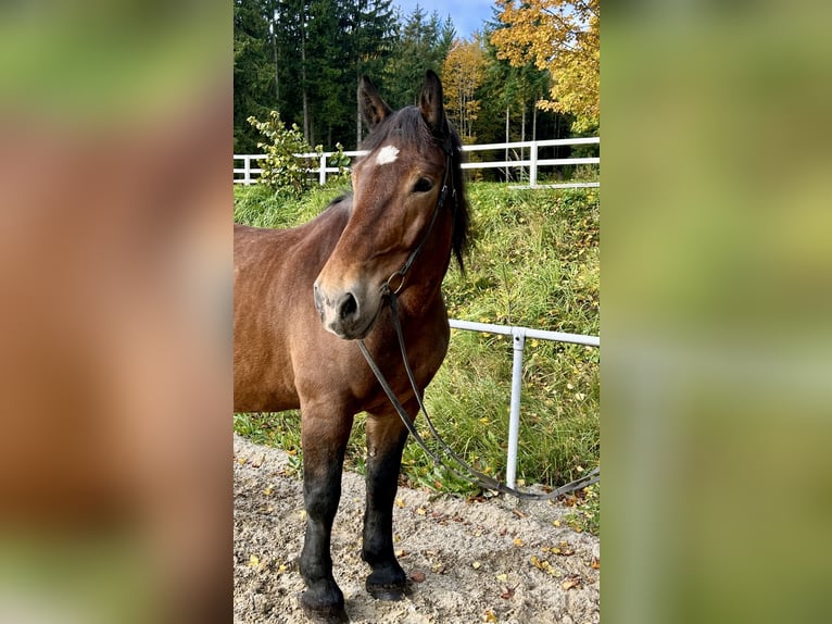 Noriker Stute 15 Jahre 155 cm Brauner in Pelmberg