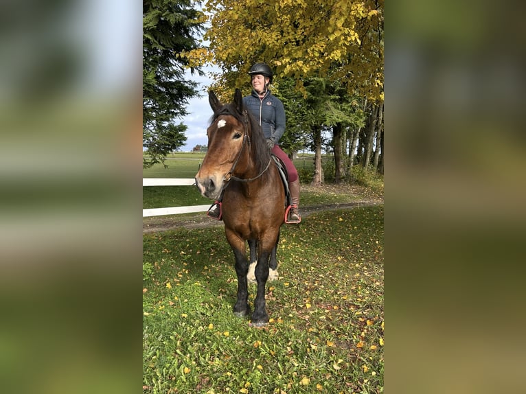 Noriker Stute 15 Jahre 155 cm Brauner in Pelmberg