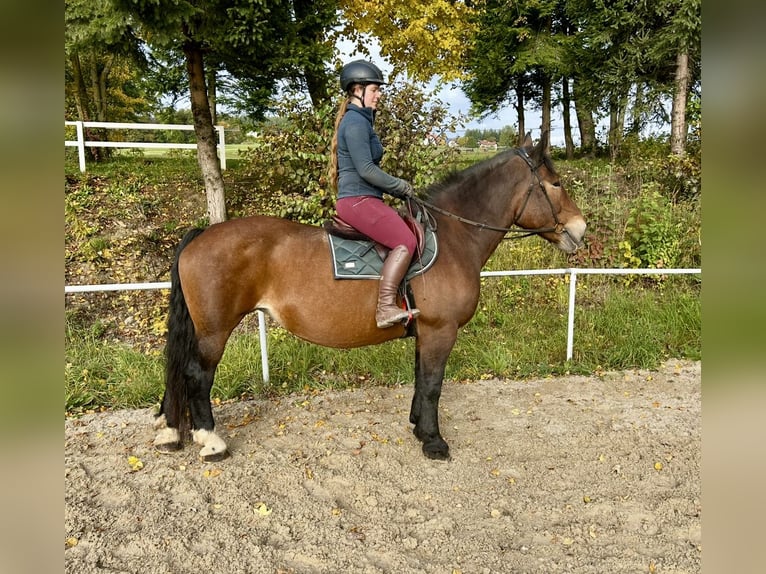 Noriker Stute 15 Jahre 155 cm Brauner in Pelmberg